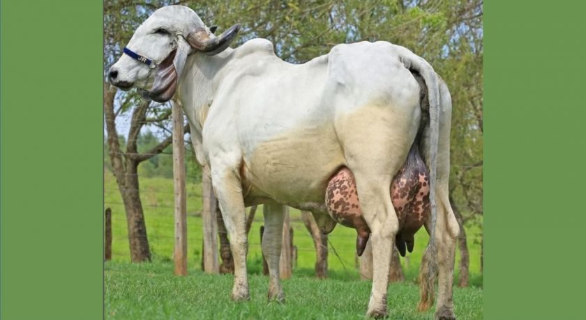 Vaca Gir Leiteiro bate recorde mundial de produção de leite