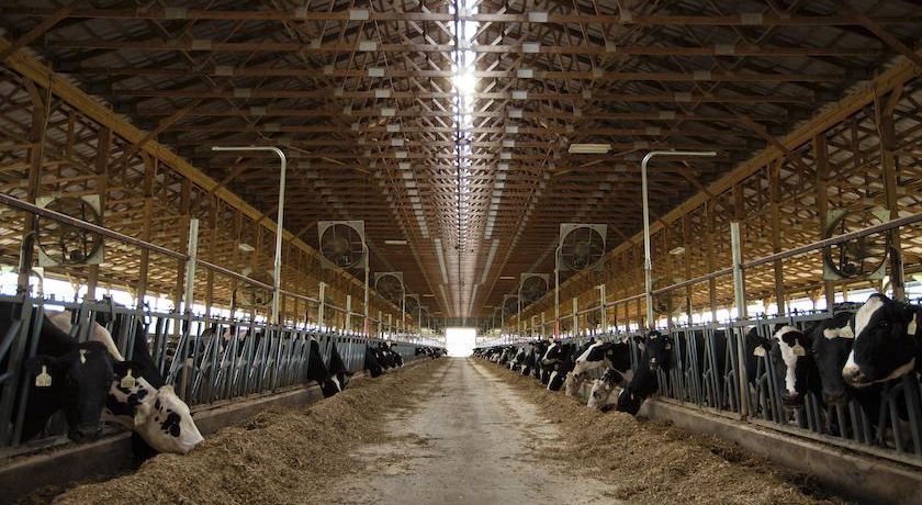 Como maximizar as margens de lucro da sua fazenda leiteira