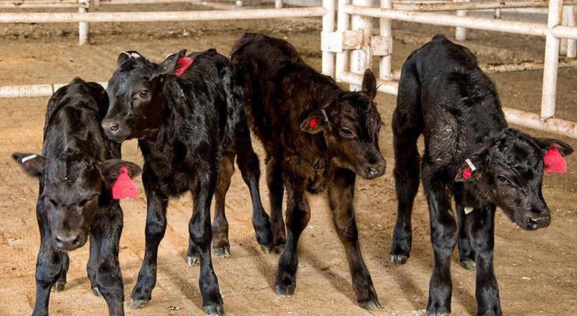 Vale a pena usar os machos de rebanhos leiteiros para a produção de carne?