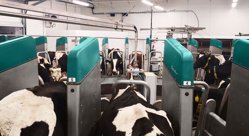 Como o manejo da ordenha impacta na mastite de vacas leiteiras