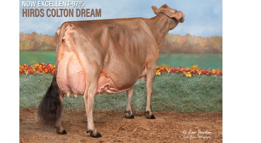 DREAM: A mais nova vaca Jersey a atingir a perfeição