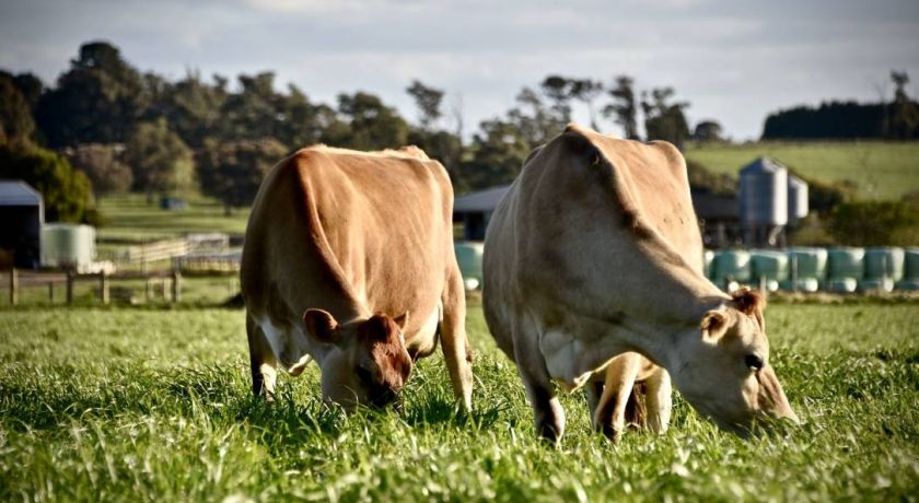 Será que o preço do leite é o fator mais importante na rentabilidade de uma fazenda leiteira?