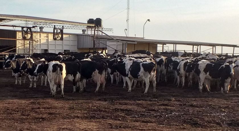 Produção eficiente de leite no Uruguai