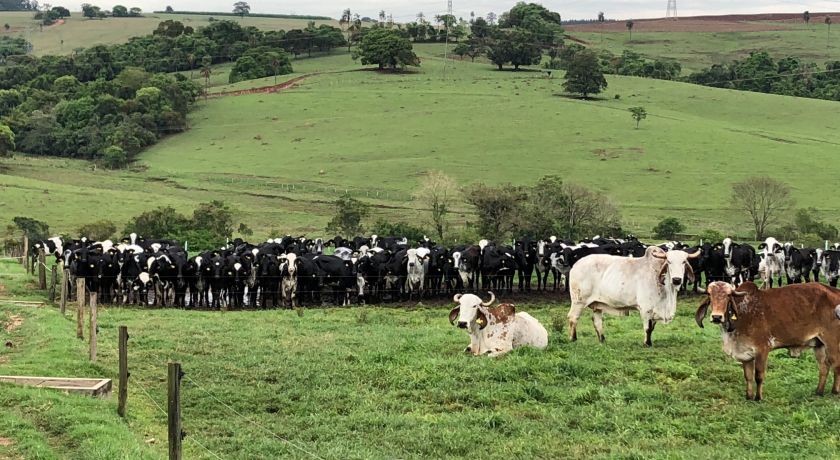 CEPEA: Queda nos preços ao produtor deve perder força em outubro