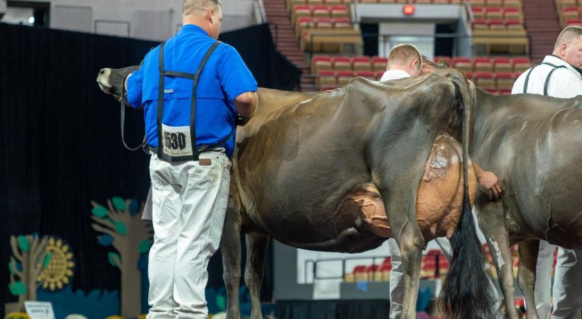 Últimas vacas Jersey classificadas EX-96 e EX-97 nos Estados Unidos