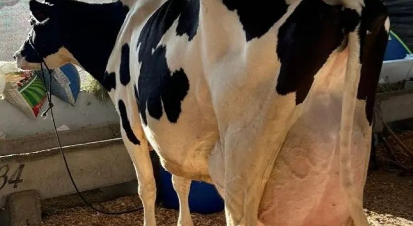 Vaca Holandesa quebra recorde mundial com 144,2 kg de leite produzidos em menos de 24 horas