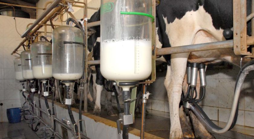 Cadeia produtiva do leite vê cenário desafiador em 2024