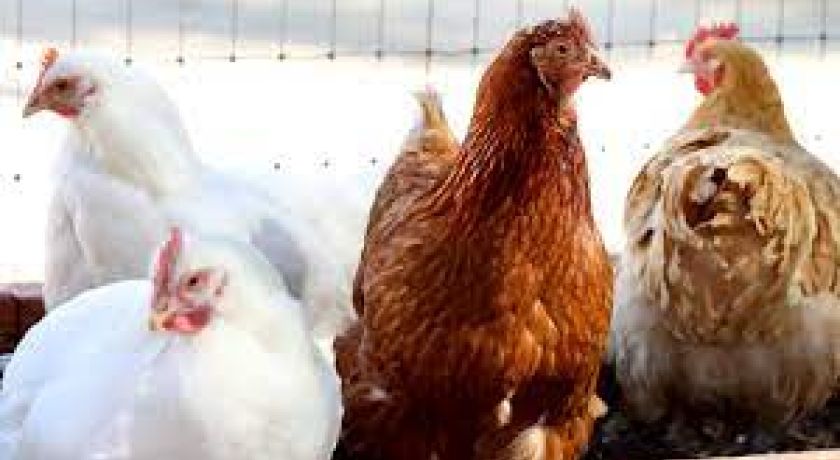 EUA: Gripe aviária atinge gado leiteiro americano pela primeira vez