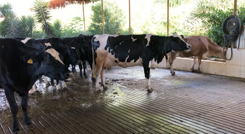 Você sabe preparar as vacas corretamente para a ordenha?
