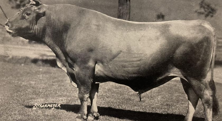 Sybil’s Gamboge: O touro de mais de 1 milhão de dólares