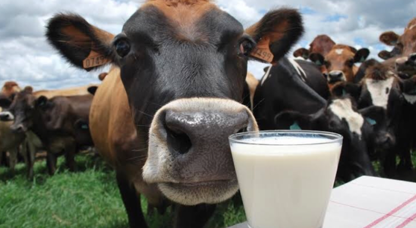 A crise silenciosa dos pequenos produtores de leite que o Brasil insiste em ignorar