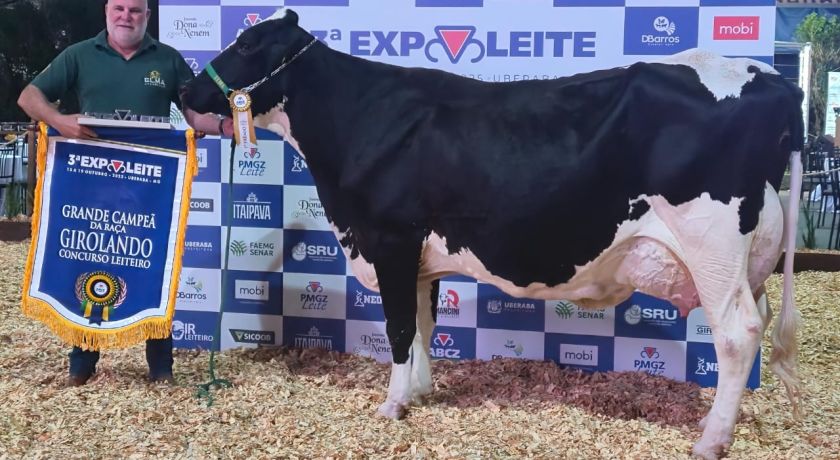 Recorde mundial: vaca Girolando produz 335,840 kg de leite