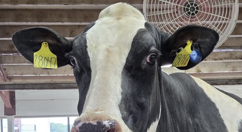 Solução revolucionária para controle da mastite sem antibióticos