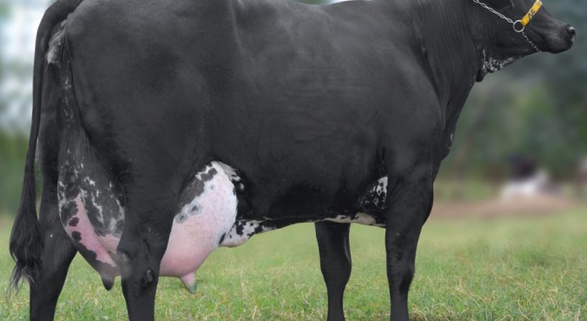 Vaca girolando produziu 100 mil litros de leite