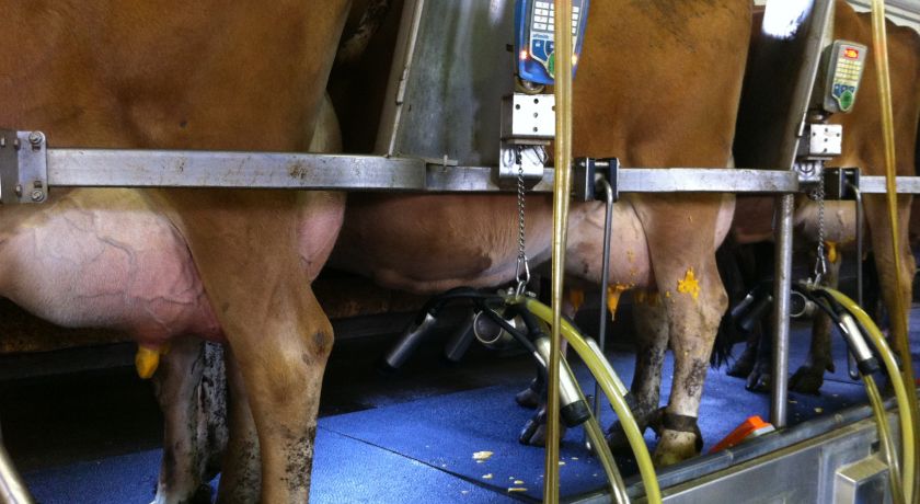 A velocidade de ordenha importa mais do que imaginamos