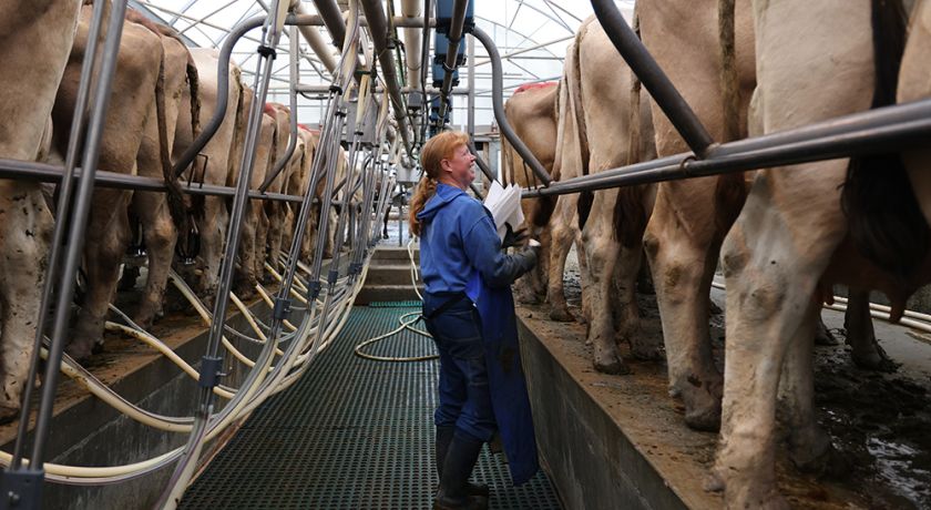 CEPEA: Leite ao produtor sobe mais 5% em fevereiro