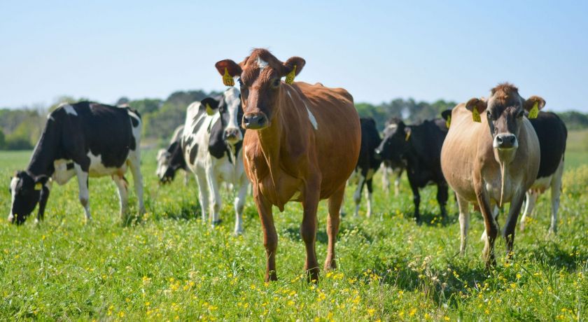 Brazzale alerta para falta de competitividade da produção de lácteos no Brasil