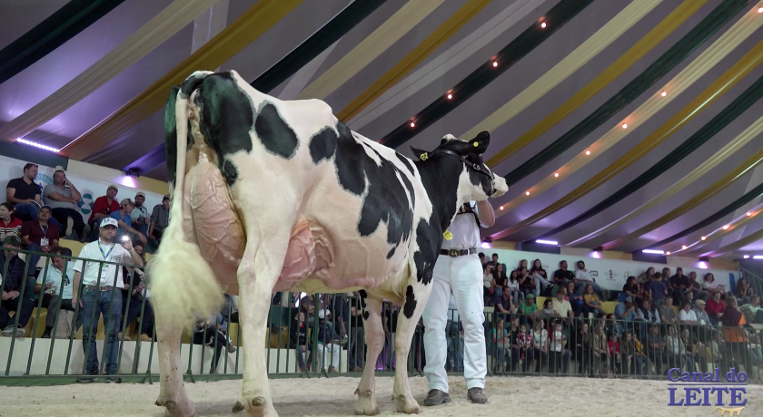 Especial sobre a participação da Raça Holandesa no Agroleite 2019 em Castro/PR