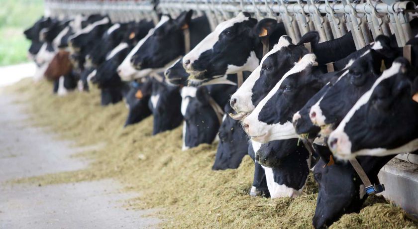 Novas legislações aplicáveis à produção de leite no Brasil