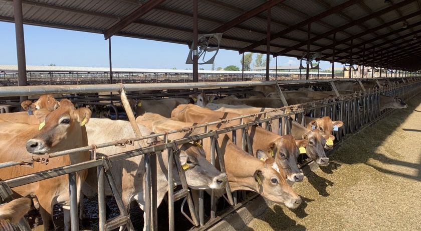 EMBRAPA: Nutrição de precisão alia produção e sustentabilidade na pecuária leiteira