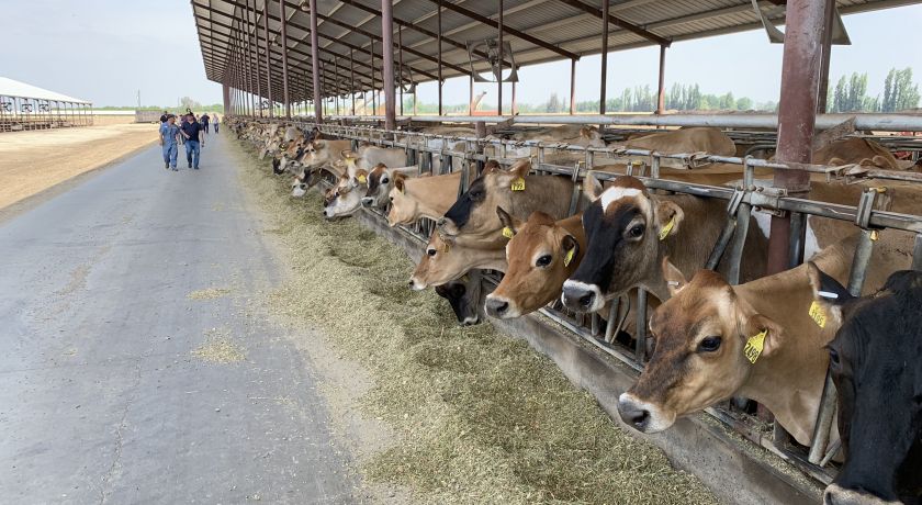 Preço do leite em alta minimizou o impacto do aumento nos custos de produção