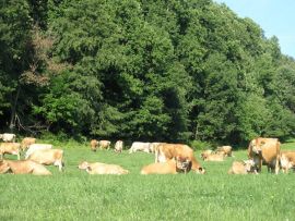 Por que o número de vacas Jersey vem aumentando na América do Norte?