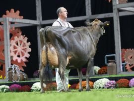 Últimas vacas Jersey classificadas EX-96 e EX-97 nos Estados Unidos