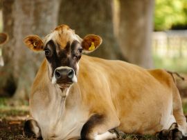 Como a vaca Jersey evoluiu para se tornar um fenômeno global