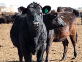 Oportunidades para o gado Jersey no mercado de corte (beef-on-dairy)