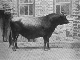 Flying Fox ainda governa: O legado genético de um touro Jersey nascido em 1898