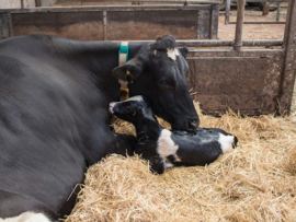 Índices reprodutivos na pecuária leiteira