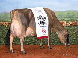 MARTHA: uma das vacas Jersey mais consagradas de todos os tempos