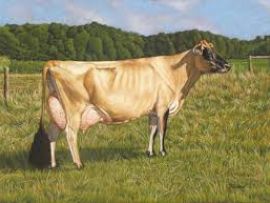 Medindo e evoluindo a vaca Jersey