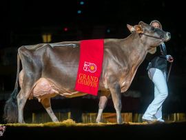 Qual foi a maior vaca Jersey de todos os tempos?