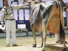 O sucesso do Circuito Nacional da Raça Jersey