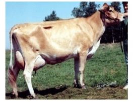 HIBRITE: a vaca Jersey que mais produziu leite no mundo
