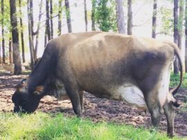 Gado Jersey conserva recursos finitos e preserva o ambiente