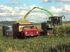 A terceirização dos serviços de colheita do milho para silagem
