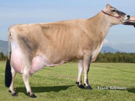 SHELLY: a primeira vaca Jersey a ultrapassar as 400 mil libras de leite