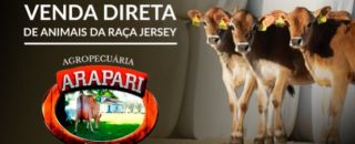Venda de Gado Jersey Registrado - Agropecuária Arapari