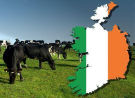 Irlanda propõe abater 200.000 vacas para ajudar a alcançar metas climáticas, produtores resistem