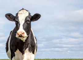 EUA: Especialista afirma que será um ano difícil para a pecuária de leite
