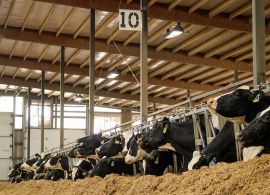 EUA: Relatório de produção de leite do USDA representa superávit em mais de uma maneira