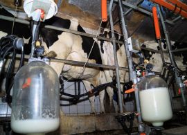 O cenário econômico nacional e a cadeia produtiva do leite