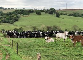 Saída de produtores e redução de rebanho no mercado de leite preocupam pesquisadora do IEA