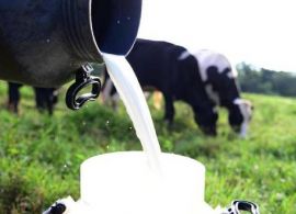 Mesmo com entressafra, preços do leite caem pelo 2º mês seguido