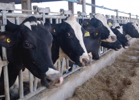 Estábulos confortáveis melhoram a produtividade de vacas leiteiras