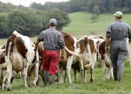 Produção mundial e brasileira cresce pouco