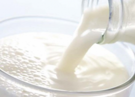 Qualidade do leite: saiba o que mudar para ter um leite de alto nível