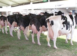 Raça Holandesa marca presença na Festleite de Anta Gorda